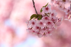 春近し (4) 260312-227