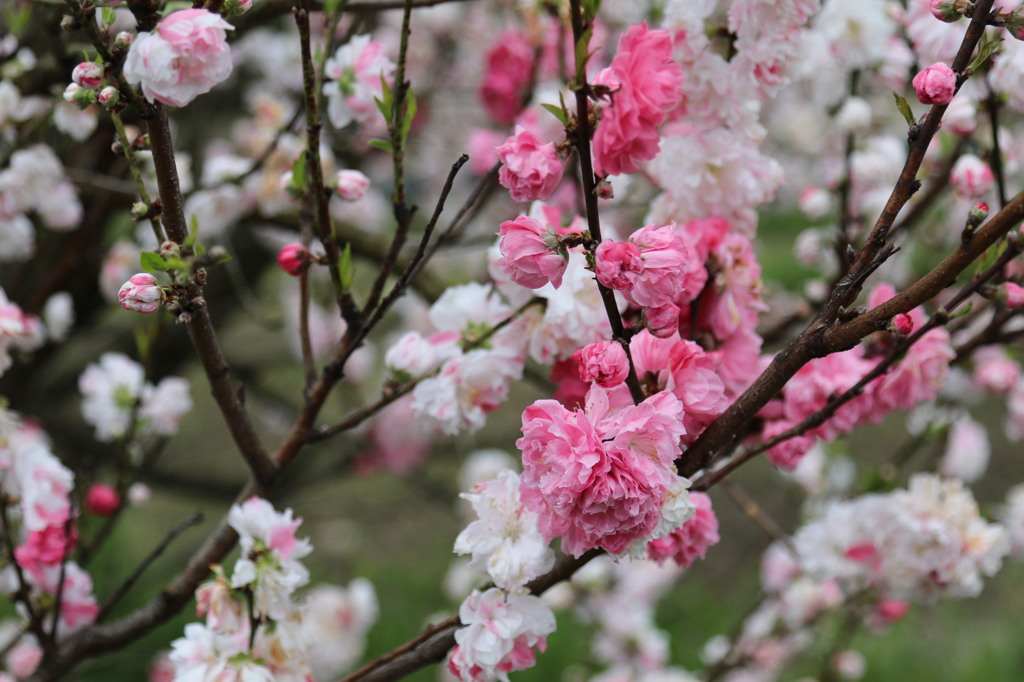 桜 (6) 15.04.11