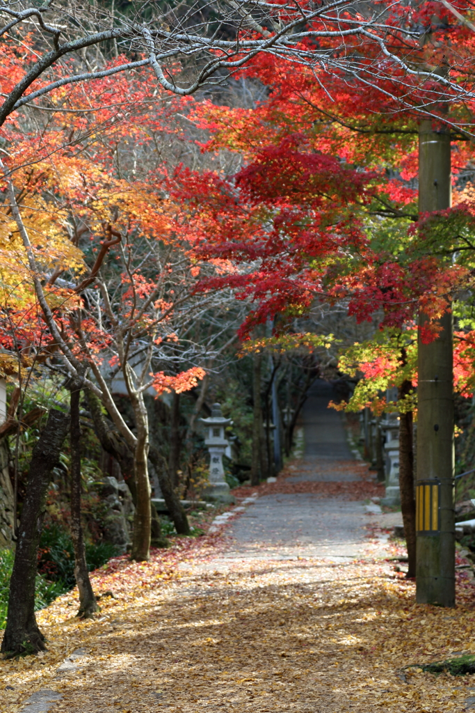 今高野山(2) 16.11.5