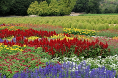 花夢の里 (7) 250902-721
