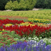 花夢の里 (7) 250902-721