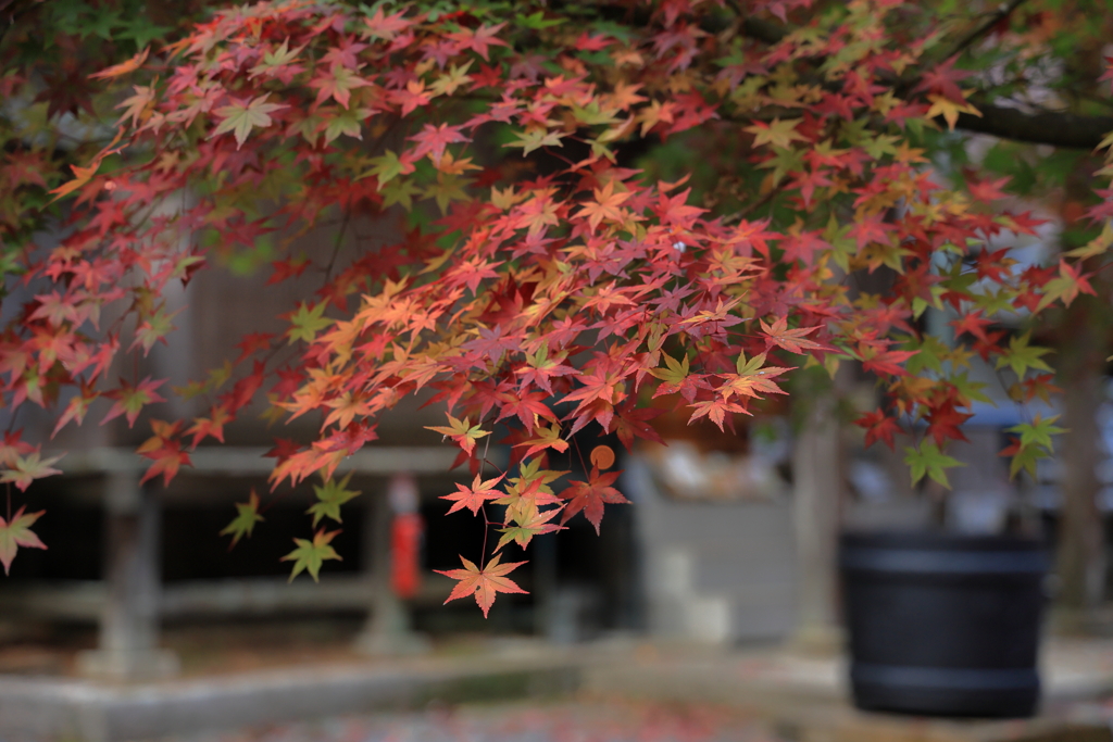 今高野山龍華寺 (3) 251121-218