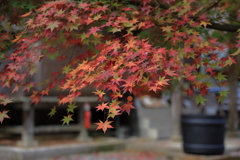 今高野山龍華寺 (3) 251121-218