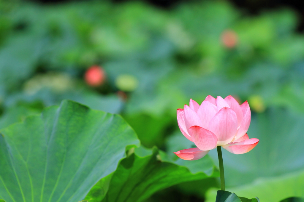 蓮の花