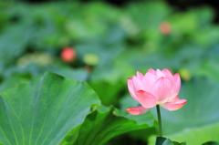 蓮の花