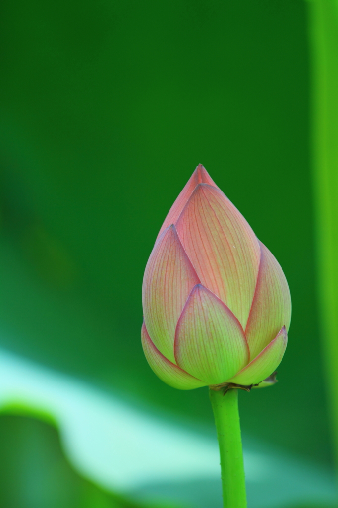 蓮のつぼみ By Televi Ossan Id 233 写真共有サイト Photohito