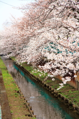 MANKAI