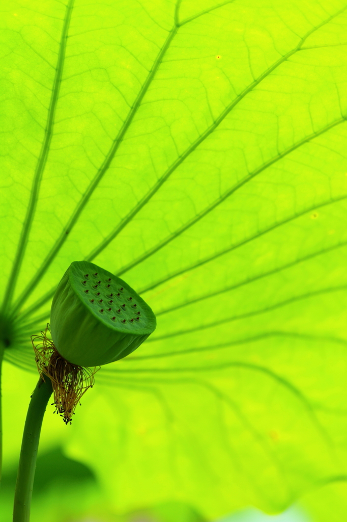 花の命は短くて・・・