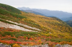 乗鞍岳　位ヶ原の紅葉