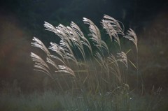 幻想的なすすき