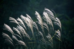 幻想的なすすき-2