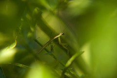 我が家のカマキリくん