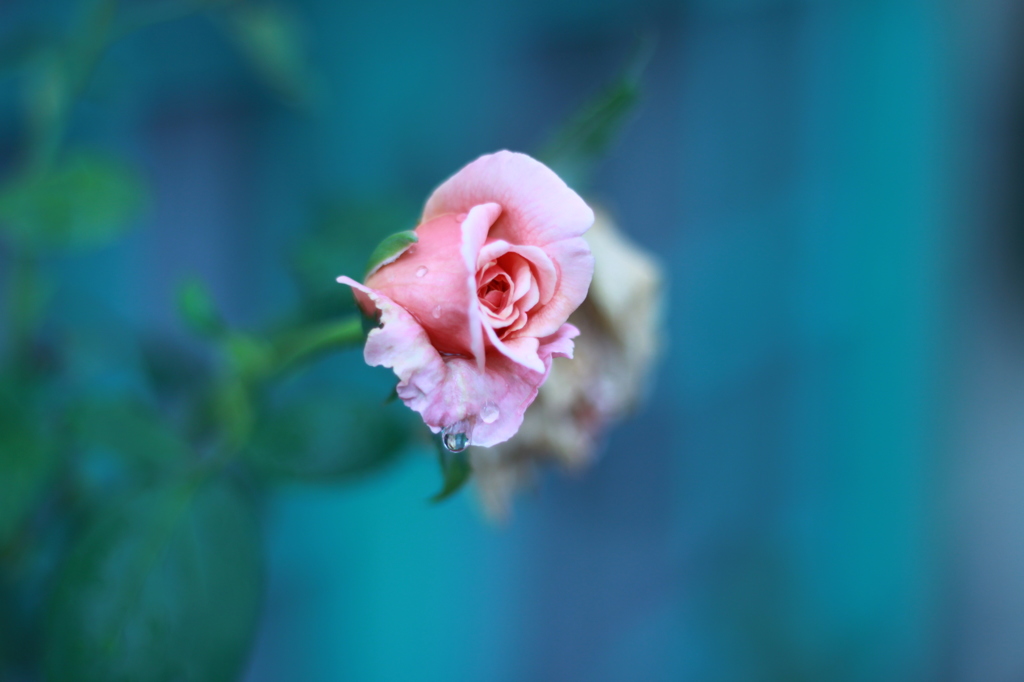 雨上がりの薔薇