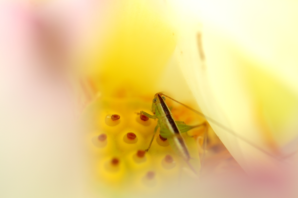 花宿り