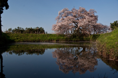 浅井の一本桜