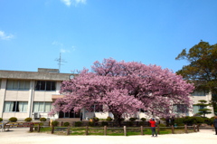 緋寒桜様