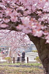 緋寒桜様