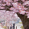 緋寒桜様
