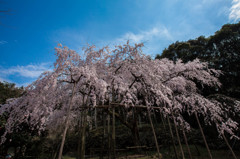 田ノ頭のしだれ桜