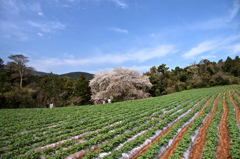 慈眼桜