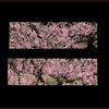 1__flame67_5x57_5_sakura
