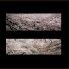 一斉に咲き乱れる