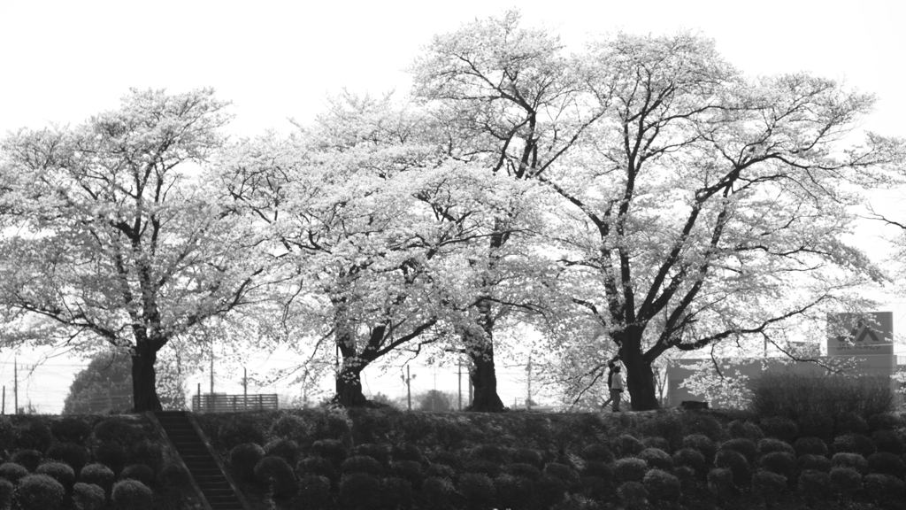 想像のつく夜桜を見に来たわ