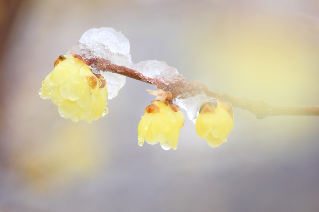 淡雪