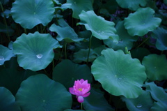 明けの花