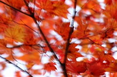 紅葉エクスペリメント