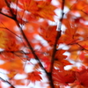 紅葉エクスペリメント