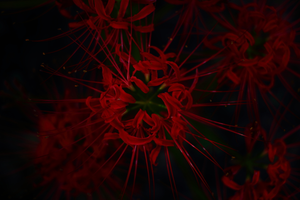 Lycoris radiata