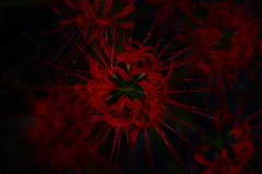 Lycoris radiata