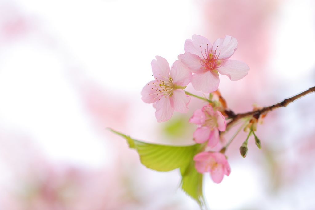 今年の桜