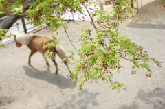 動物園の春