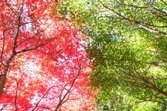 紅/緑