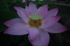 闇に咲く花