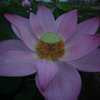 闇に咲く花