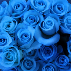 blue rose