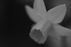 水仙（白黒）