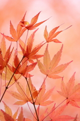 autumn pink
