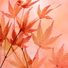 autumn pink