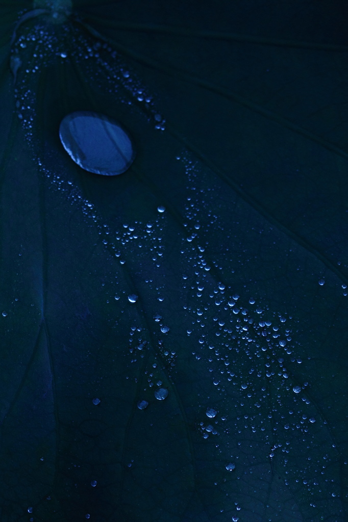 葉の上の宇宙