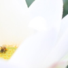 蜂