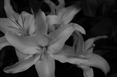 lily