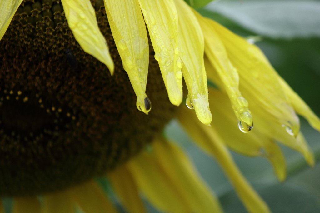 雨が降る時もある