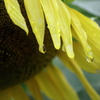 雨が降る時もある