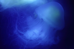 blue in blue