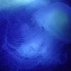 blue in blue