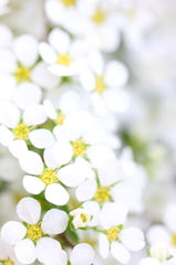 雪の花